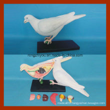 Anatomical Model of Dove for Teaching